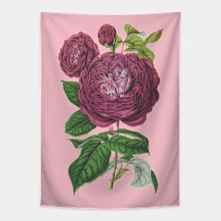 Mauve Pink Rose Flower Vintage Botanical Illustration Tapestry