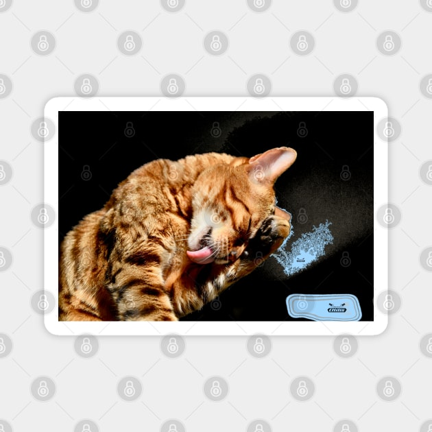 Bengal Katze 3 / Swiss Artwork Photography Magnet by RaphaelWolf