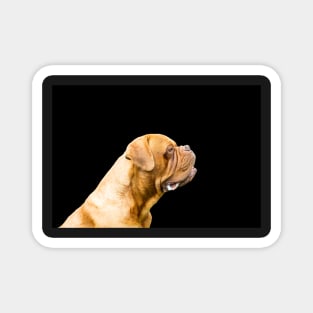 The Dogue de Bordeaux Magnet