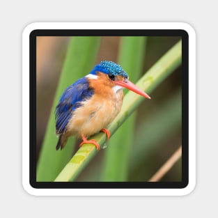 Malachite Kingfisher Magnet