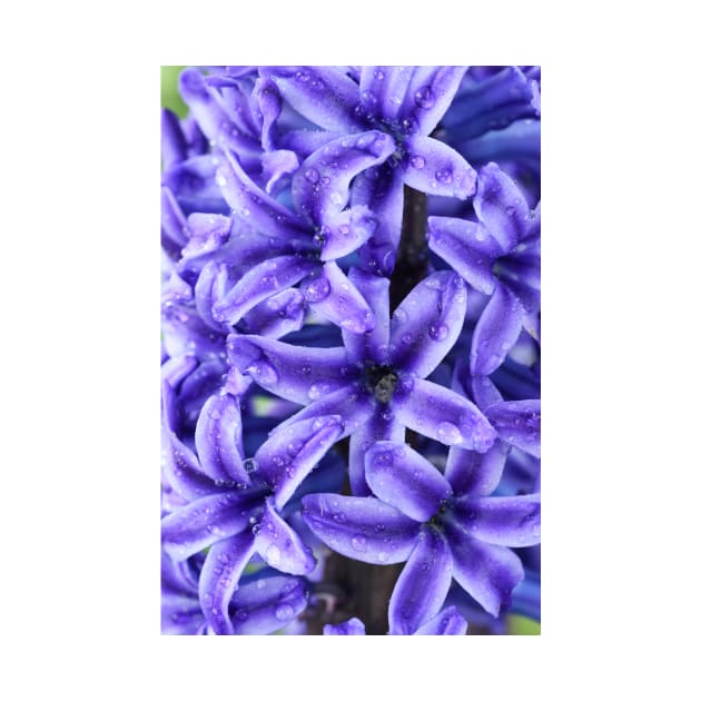 Hyacinthus orientalis  &#39;Blue Jacket&#39;   AGM  Hyacinth by chrisburrows