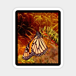 Monarch Music Magnet