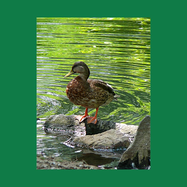 Birds - Duck on Rocks by SusanSavad