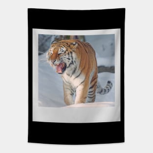 Tiger Cute Cats & Kittens Snow Tiger Photograph Picture Tapestry