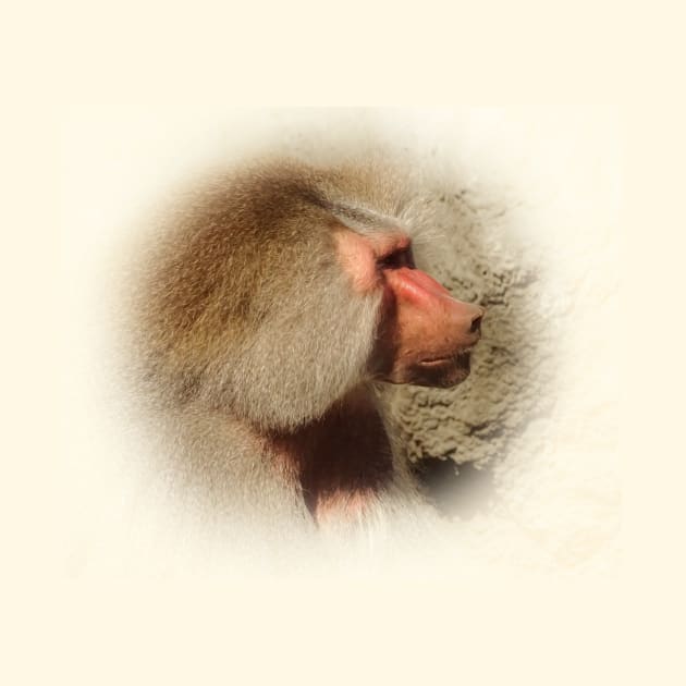 Baboon by Guardi