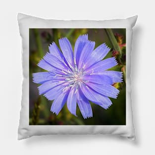 Vibrant Chicory Flower Pillow