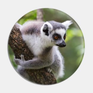 Ring-Tailed Lemur Pin