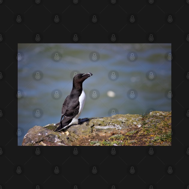 Razorbill by InspiraImage