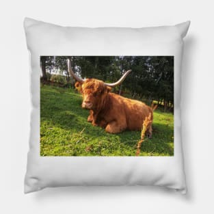 Scottish Highland Cattle Cow 2063 Pillow