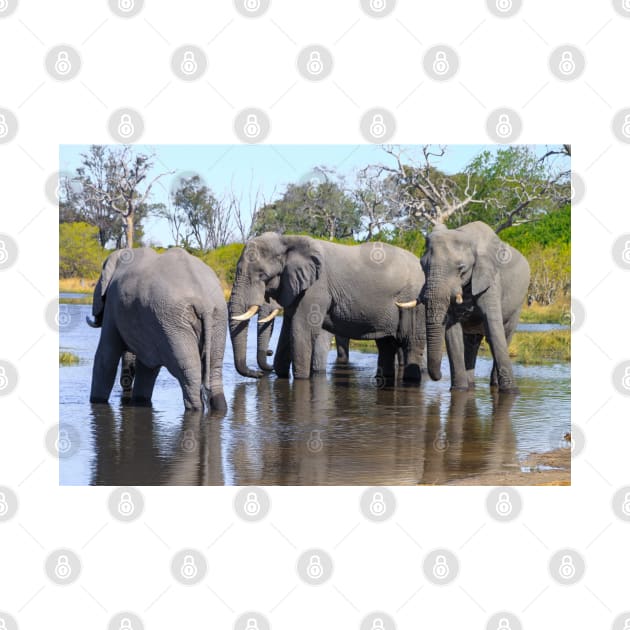 Three Elephants Wading in Botswana by SafariByMarisa