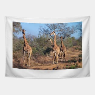 Four giraffes in the morning light Tapestry