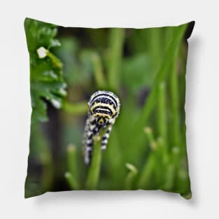 Swallowtail Caterpillar Pillow