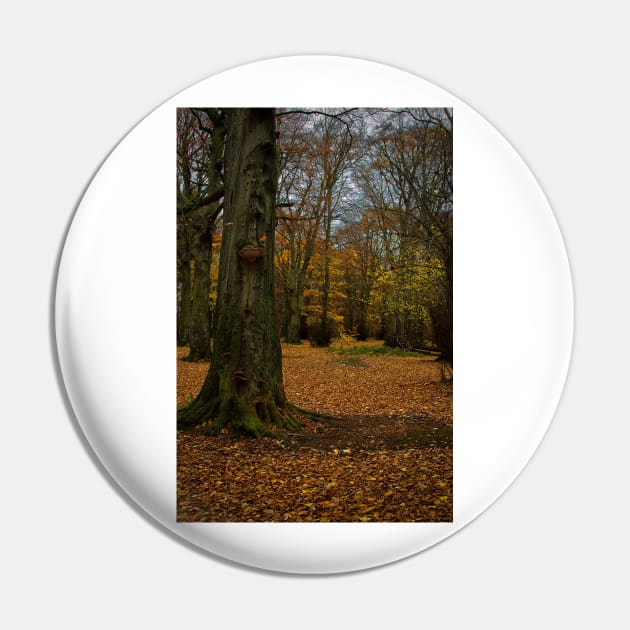 Autumn woodland walk Pin by Violaman