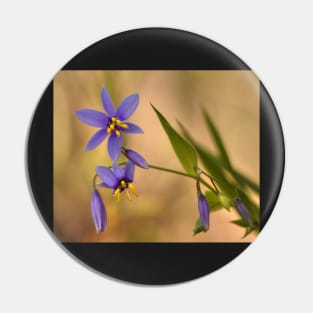 Dianella at Gibbergunya Pin