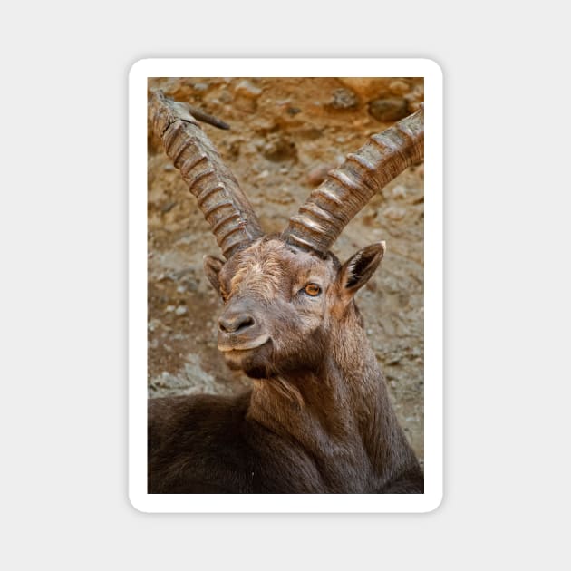 Male Ibex Magnet by jaydee1400