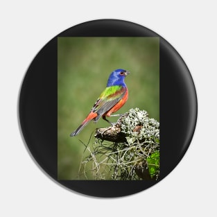 Painted Bunting Male Bird in Florida Pin