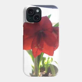 Amaryllis Phone Case