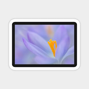 Crocus close-up Magnet