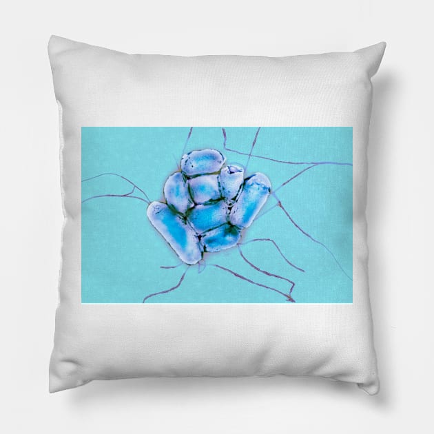 E. coli bacteria, TEM (C033/8066) Pillow by SciencePhoto