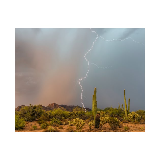 Saguaro National Park by MCHerdering