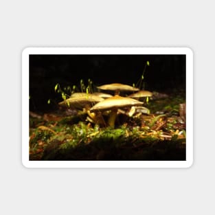 Mushroom Nature Photography Pacific Northwest Magnet