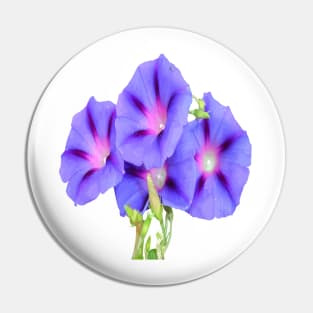 A Glorious Morning Ipomoea Vector Cut Out Pin