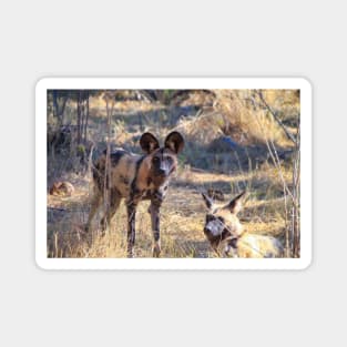 Two African wild dogs in Moremi Game Reserve, Botswana Magnet