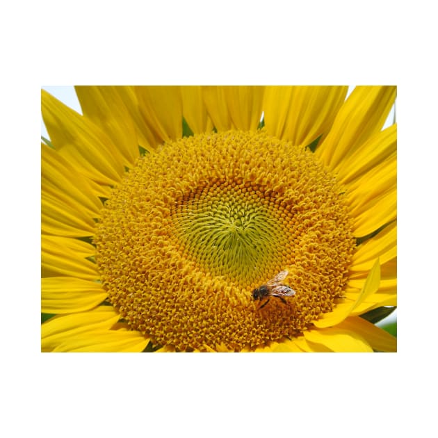 Sunflower by kirstybush