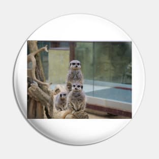 Teamwork of Meerkats Pin