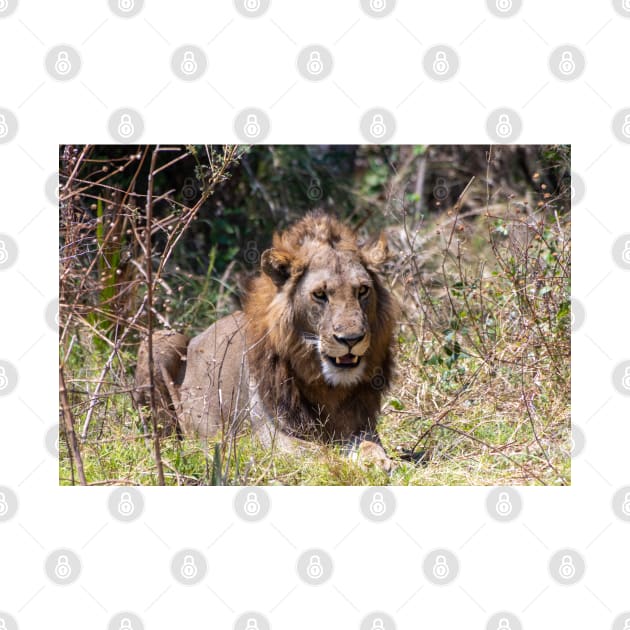 Smiling Lion Big Cat Showing His Teeth by SafariByMarisa