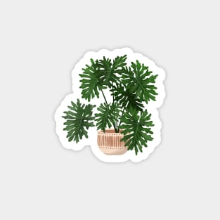 Philodendron Xanadu illustration Magnet