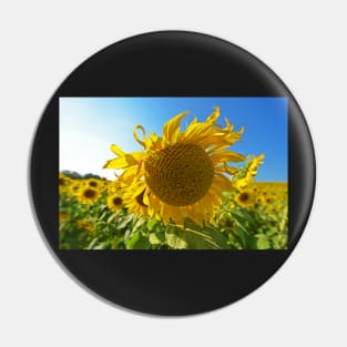 Colby Farms Sunflower Field Newbury MA Ball of Fire Pin