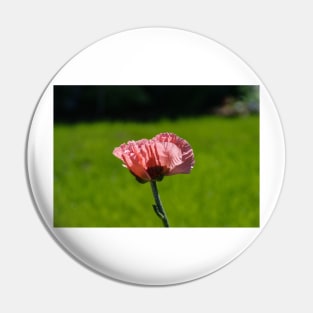 Pink poppy 2 Pin