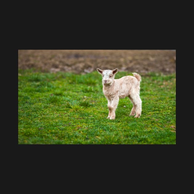 Baby goat on a meadow with copyspace by naturalis