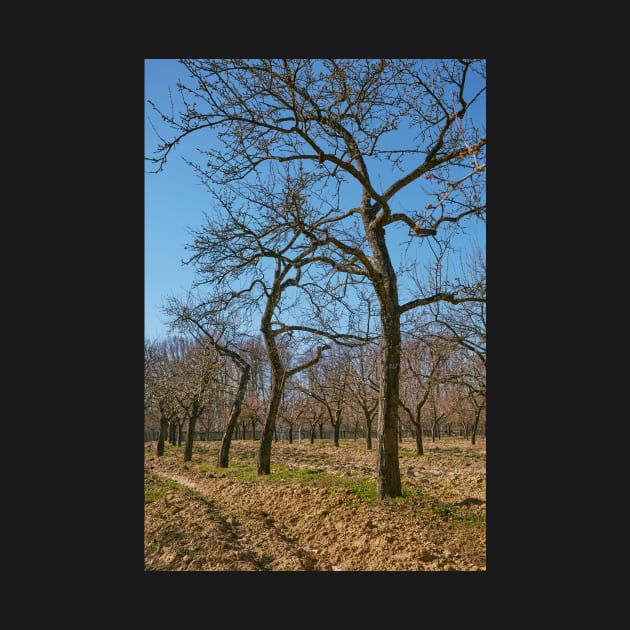 Very tall plum trees in an orchard by naturalis