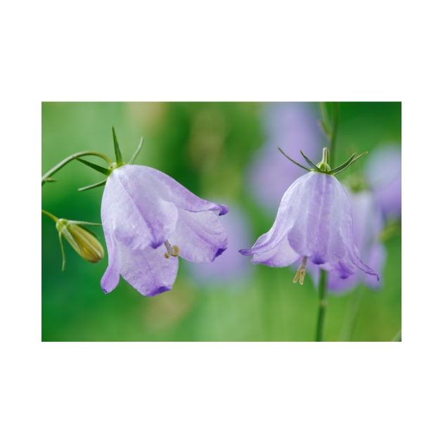 Campanula rotundifolia  Common harebell by chrisburrows