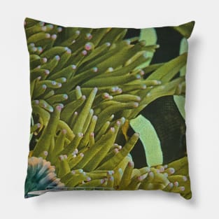 Mimosa Pillow