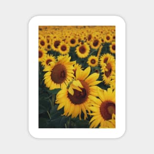 Sunflower Magnet