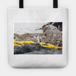 Black-crowned night heron in ocean Tote