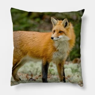 Red Fox Pillow
