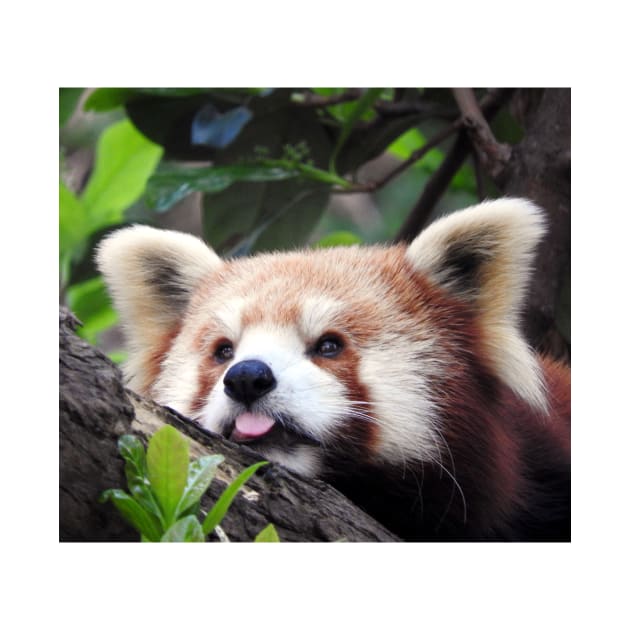 Red Panda by kirstybush