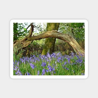 Bluebells under Deadwood Magnet