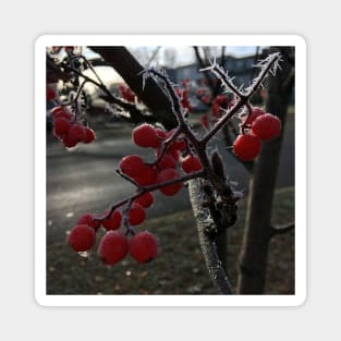 Frosty Mountain Ash Berries Magnet