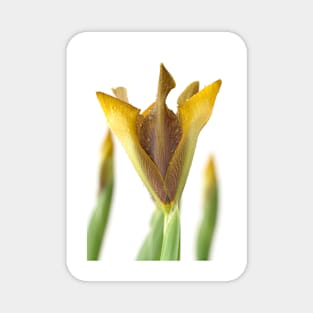 Iris &#39;Bronze Perfection&#39; Dutch iris Magnet