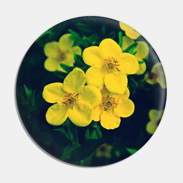 Yellow Potentilla Blossoms Pin by Viking Visual - Lori Svensen