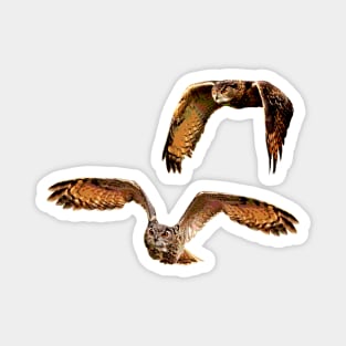 Owls in Flight Eurasian Owl Magnet