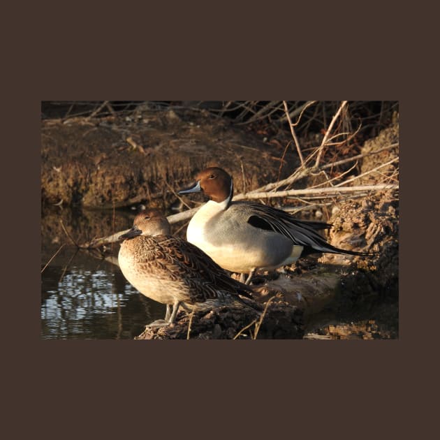 Northern pintail ducks, wildlife gifts, waterfowl by sandyo2ly