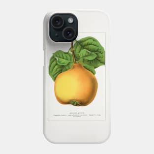 Orange Quince Lithograph (1900) Phone Case