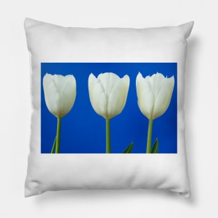 Tulipa  &#39;White Dream&#39;  Tulip Pillow