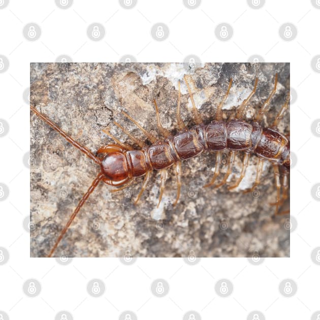 Stone centipede by SDym Photography